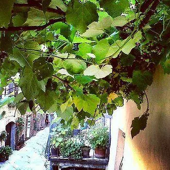 Bed & Breakfast B&B Camere La Vite Pienza Italy